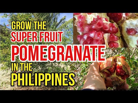 HOW TO GROW POMEGRANATE IN THE PHILIPPINES | #HealthBenefitsOfPomegranate | #superfruit