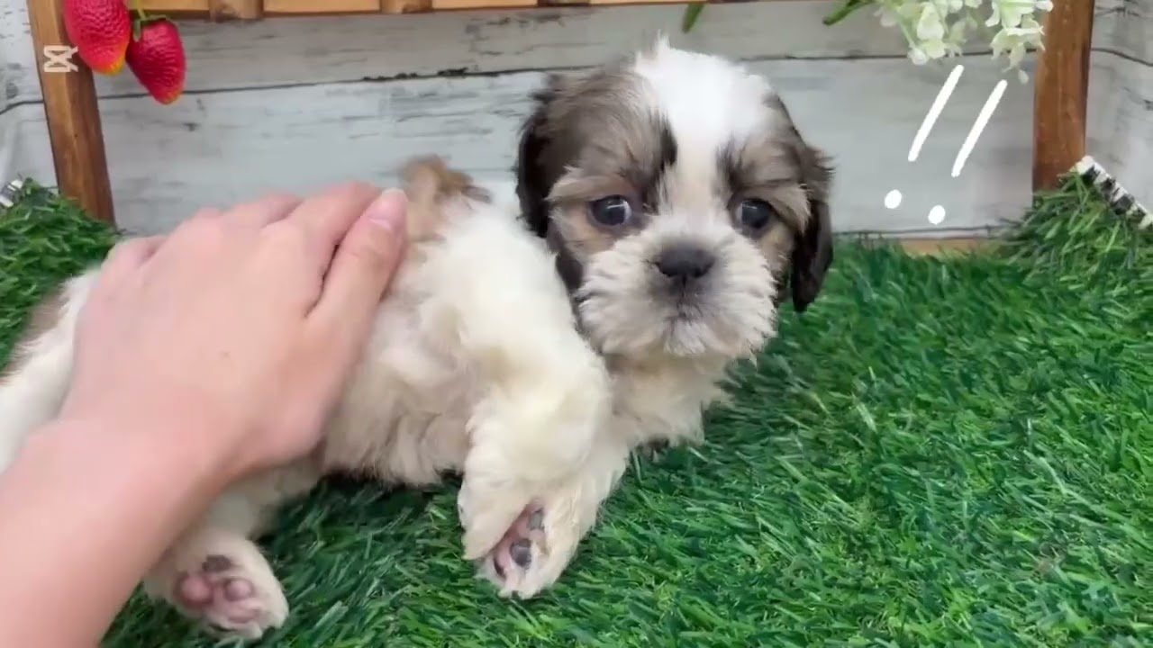 シーズーちゃん - YouTube