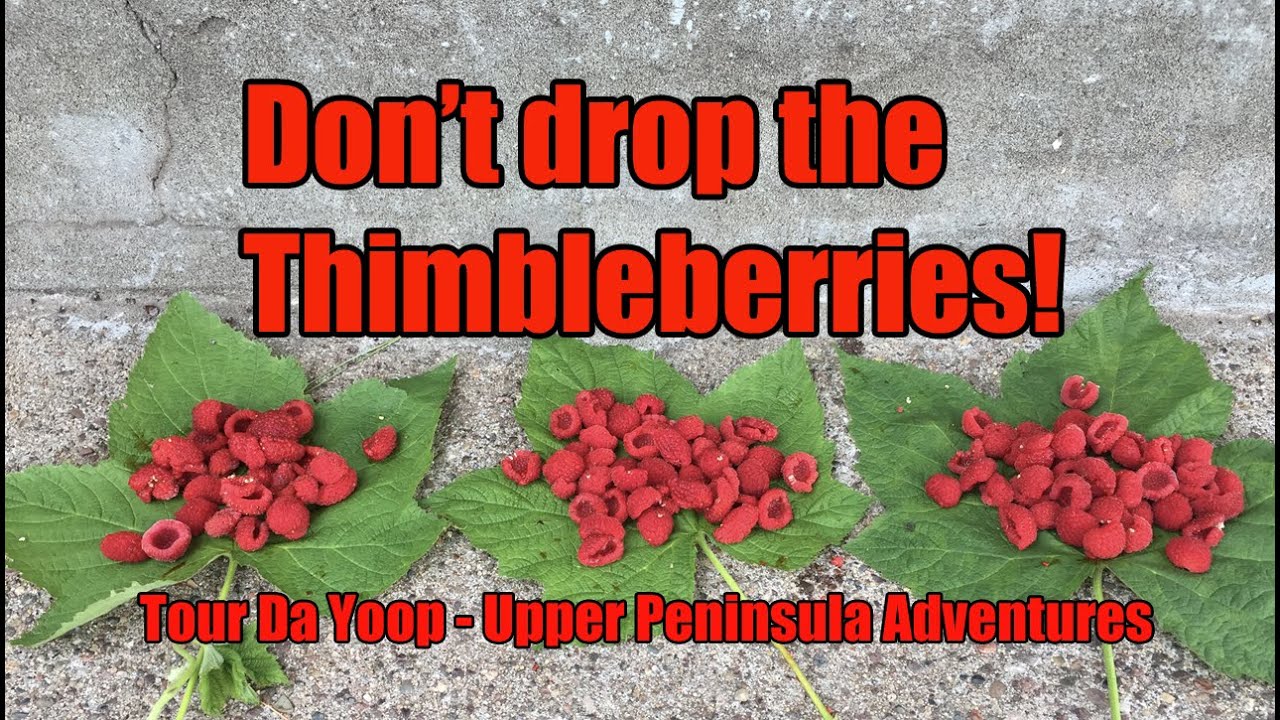 Don't drop the Thimbleberries!