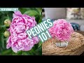 PEONIES 101 | How to get ants off peonies, how to make them bloom later & more!