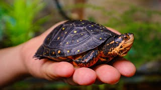 Building a Wetlands Paradise for My Spotted Turtle Building a Wetlands Paradise for My Spotted Turtle