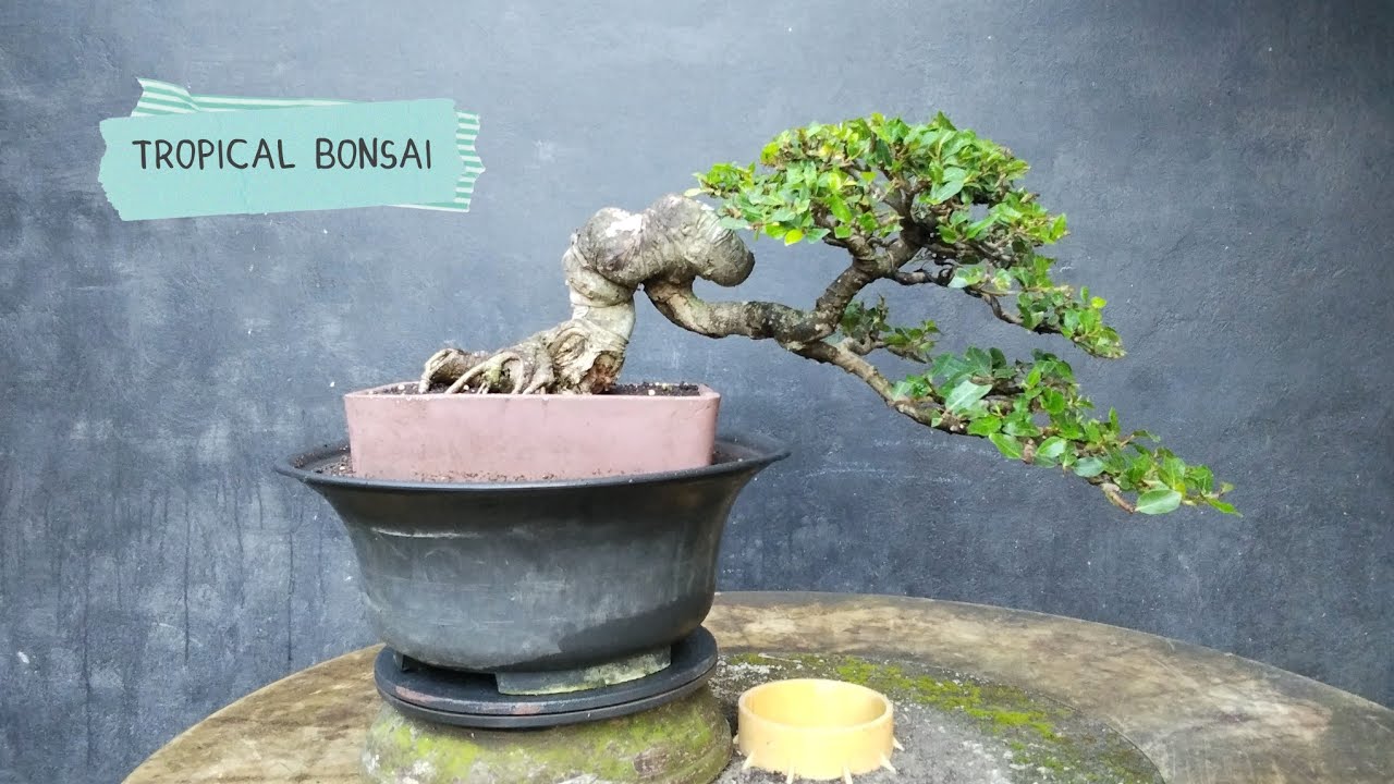 Step by step membuat perantingan loa ekstrim 