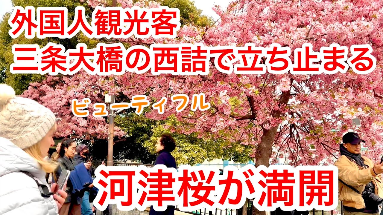 2026年3月7日 外国人観光客 三条大橋の西詰で思わず立ち止まる 河津桜🌸が満開 三条大橋〜先斗町を歩く Kawazu cherry blossoms, Kyoto