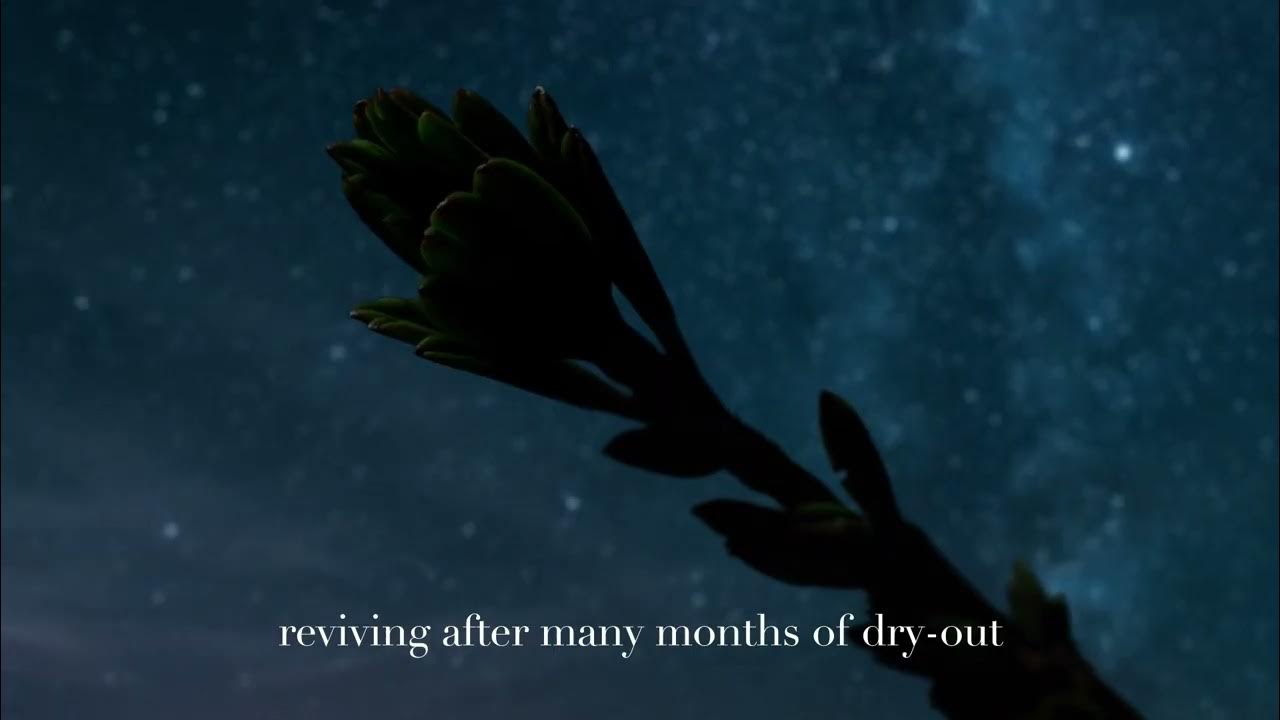 CREMA NERA SUPREME REVIVING CREAM - The power of nature by Giorgio Armani -  YouTube