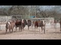 11.130 ha. ganaderas en Pocho, Córdoba