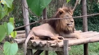 Travel vlog - Entebbe Zoo you wouldnโt believe exited in Uganda.