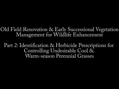 ვიდეო: ხავერდოვანი ბალახის სარეველების მართვა – ხავერდოვანი ბალახის საერთო იდენტიფიკაცია და კონტროლი