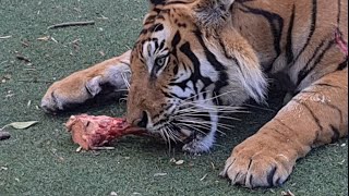 Which Tiger Would Grab The First Bone?