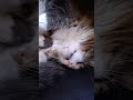 Gato da Noruega não assitiu o jogo 🇸🇯#cat #shortsfeed #youtubeshorts .
