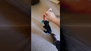 Our first week with Luna! 8 week old sprocker puppy montage 💕