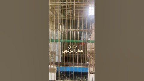 تلقين الكاسكو سوره الاخلاص والكوثرمن تلقين عمار البرنجي