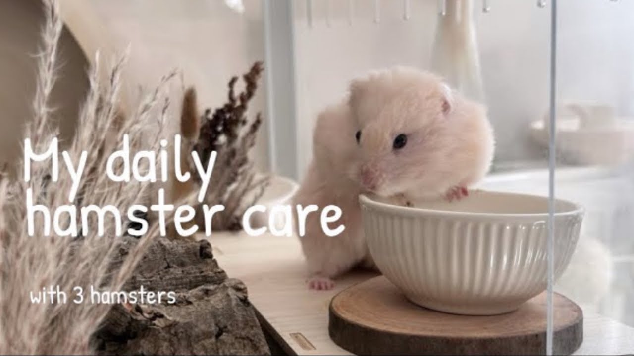 My DAILY hamster care | With 3 hamsters!! 