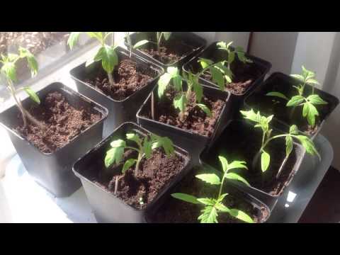 Video: Ammoniak För Plantor: Användning Av Ammoniak. Hur Man Sprayar Och Vattnar Tomater? Hur Späds? Proportioner