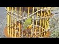 メジロの餌台をつくろう　White-eyes　bird feeder　ぺやんぐ製作記