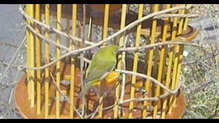 メジロの餌台をつくろう　White-eyes　bird feeder　ぺやんぐ製作記