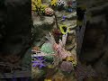 Aquarium Fish at #sciencecityahmedabad #fish #sea #nature #trending #shorts #aquarium #ocean
