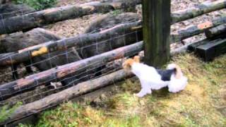 Anina Oderský Skřítek Cvičení Na Obůrce Foxterrier