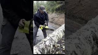 Ryobi 14' 40v cordless chainsaw  cutting fallen tree