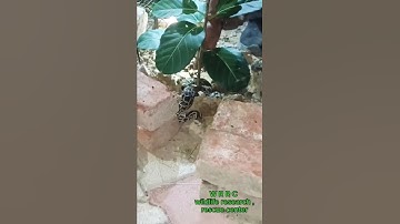 #indian #rock #python #rescue #alwar #save #animals #snake #rescue #team