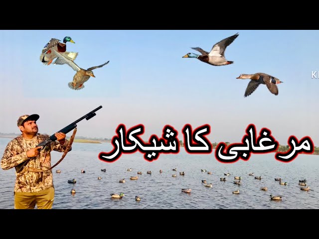 Hunting Duck | Murghabi ka Shikar | Duck Hunting in Pakistan 2024 class=