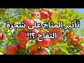تأثر أشجار التفاح بتغير المناخ الأسباب و الحلول Apple Tree