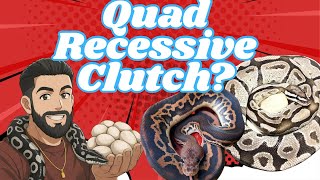 These Baby Snakes are the KEY to the Most INSANE Quad Recessive Combos 