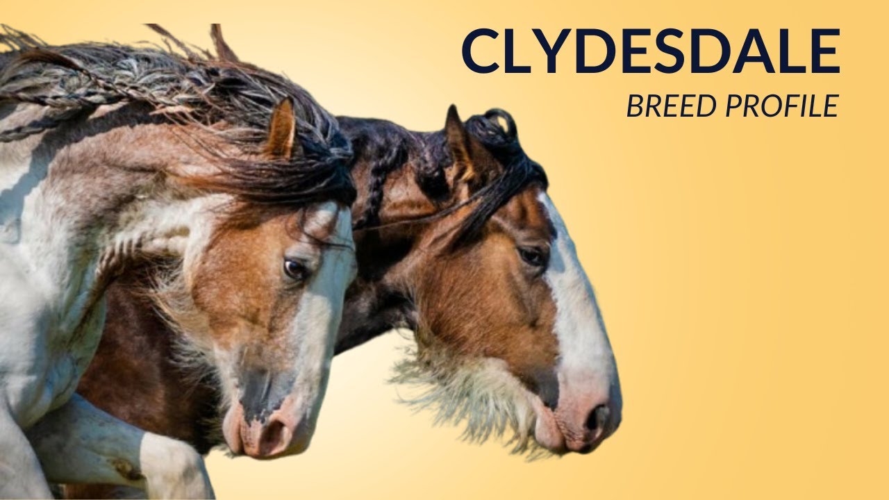 Clydesdale Horse Breed Profile History Price Characteristics
