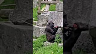 Gorillas Playing With Enrichment! #Gorilla #Play #Eating