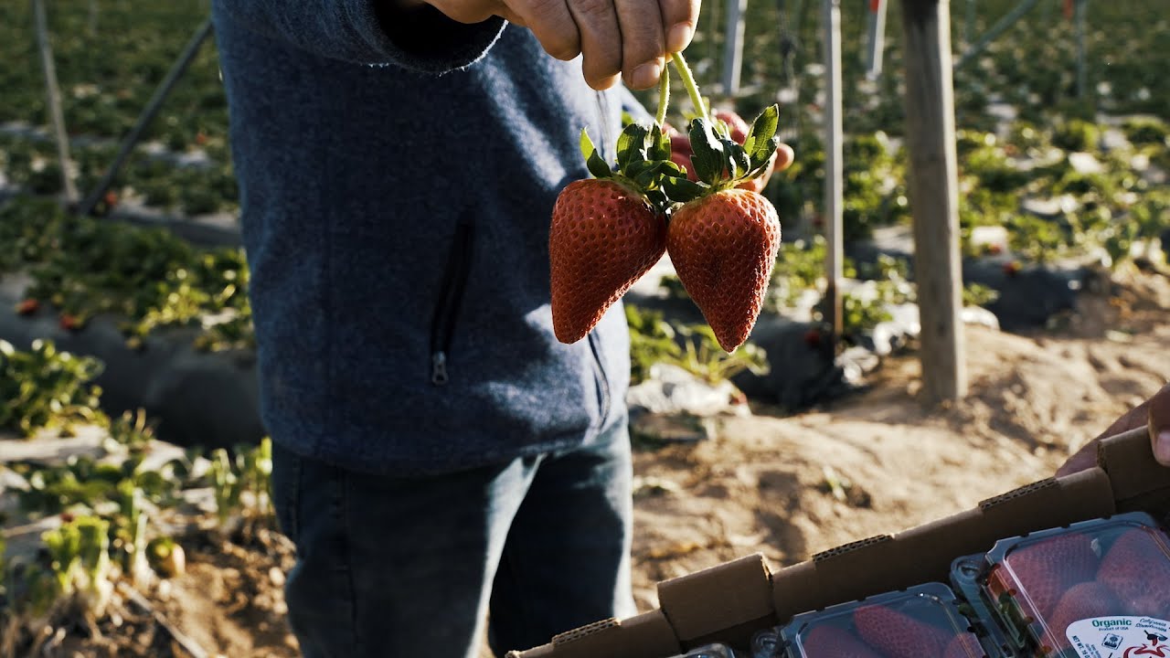 BETTER PRODUCE HISTORY YouTube