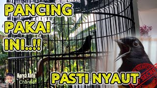 Download Lagu suara MURAI BATU muda hutan NGEPLONG pagi hari terbaik untuk PANCINGAN pasti langsung NYAUT MP3