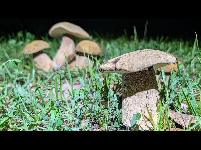 2026年 ブラジル戦直前のポルチーニ（ヤマドリタケモドキ - YouTube