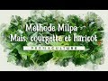  mthode milpa   les plantes compagnes  mas courges et haricots