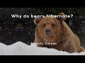 Why do bears hibernate?