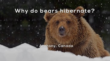 Why do bears hibernate?