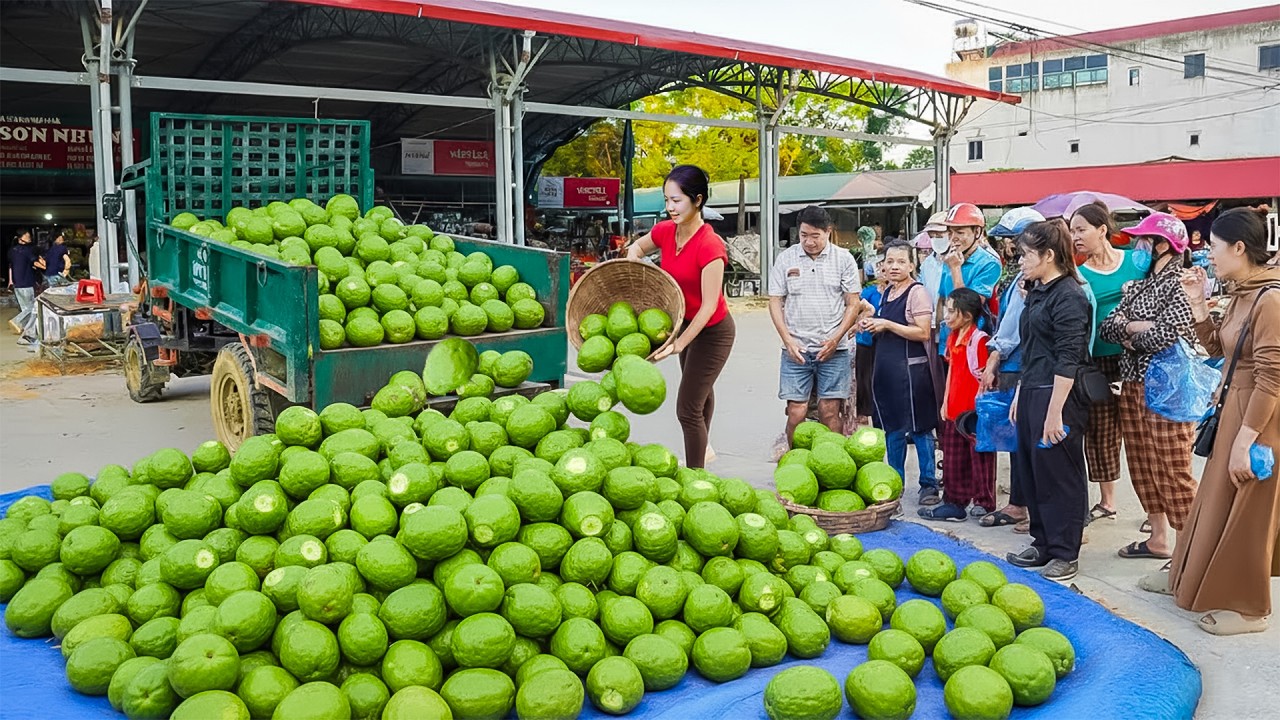 Harvesting 1000+Kg Ambarella Go To Market Sell Feast For Whole Village | Pure Harvest Life