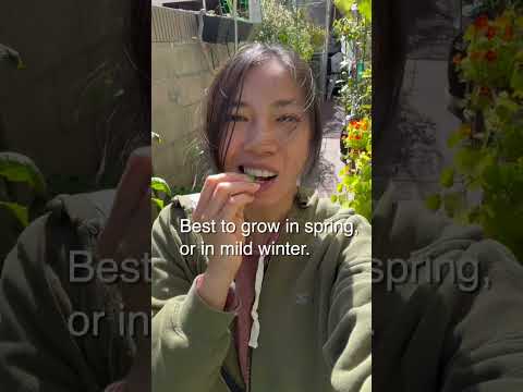 वीडियो: बढ़ती ओरेगन चीनी फली मटर - ओरेगन चीनी फली मटर के पौधे की देखभाल के बारे में जानें