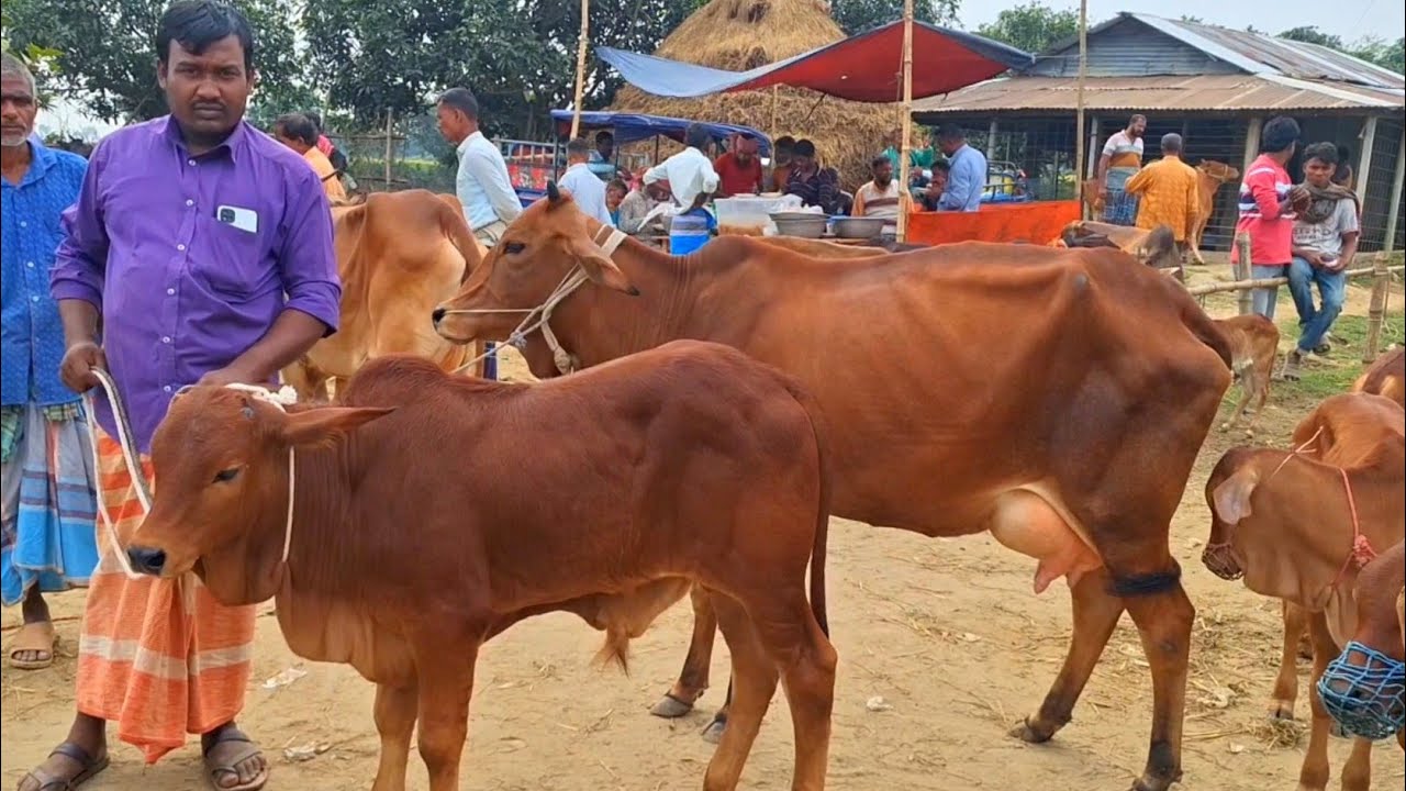 @আজ 17 January , 2026| বাছুর সহ গাভী গরুর দাম | gavi goru dam | | আফতাবগঞ্জ হাট |দিনাজপুর