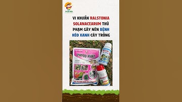 Bệnh héo xanh trên cây trồng #vietnamlight #heoxanh #nambenh #vikhuan #nôngnghiệpbềnvững #benhcay