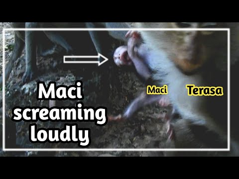 happy monkey münster speisekarte What Tarasa Doing 0n Maci,What Happen Tarasa,