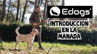 🦮 Labrador de altísima energía llega a la manada 🐾 by Equilibradogs - Psicología Canina 527 views 4 months ago 8 minutes, 7 seconds