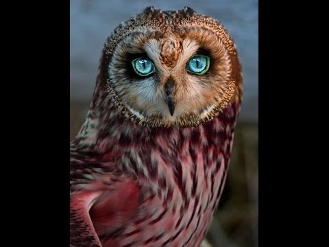 owls---owl-documentary-(hd)-amazing-film,-harry-potter-birds-(earth-documentaries)