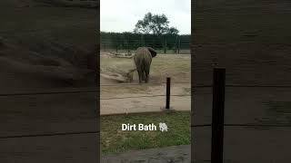 Elephant Dirt Bath #elephant #elephants #cute #zoo #shortvideo #shorts #shortsfeed #short #animals