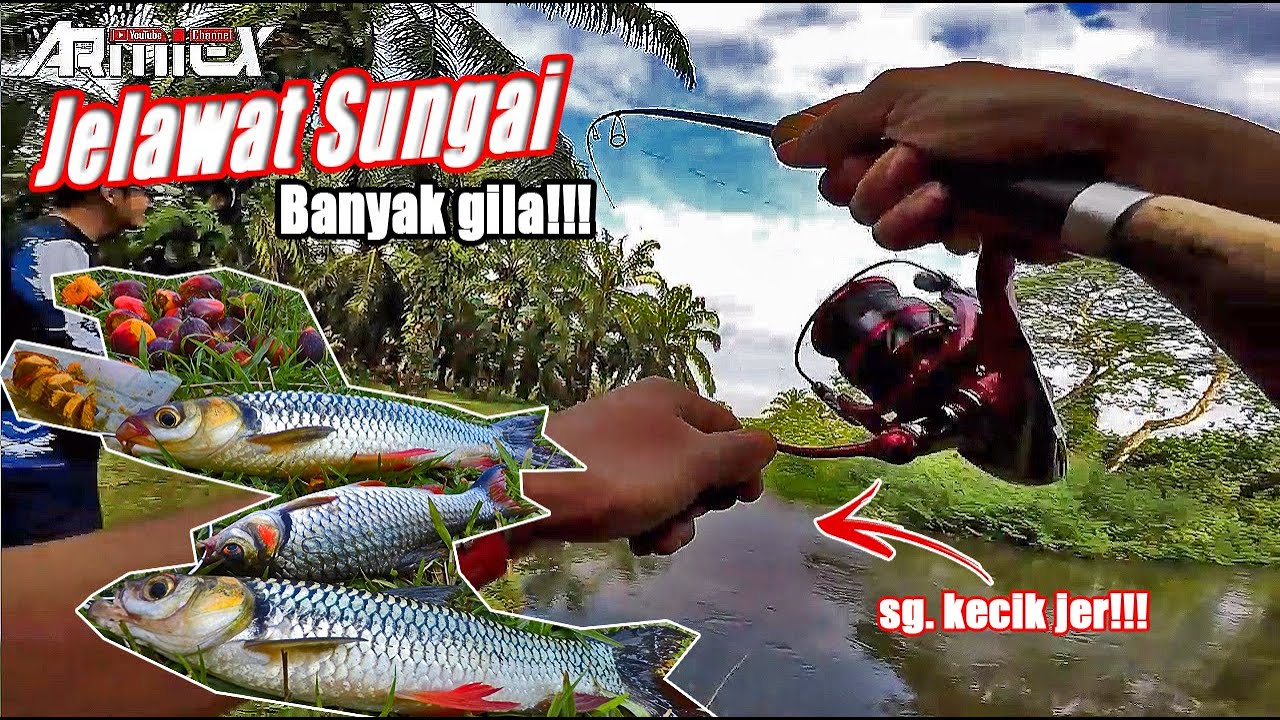 (Memancing Jelawat) Sungai Kecik Tak Sangka Banyak Jelawat | Umpan Sawit - ARMiEX