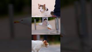 ⭐️  smc PENTAX-FA* 300mm F2.8 ED [IF]   &amp;                                      📷: PENTAX K-1 Mark II