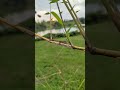 lizard watching the sunset on bamboo