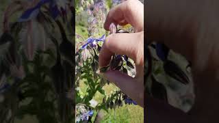 Borage Seed Saving - how to collect seeds