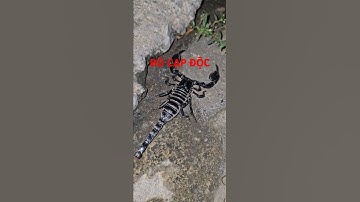 NỖI SỢ CỦA TRẺ NHỎ KHI GẶP BÒ CẠP ĐEN. #trending #vietnam #xuhuong #automobile #amazing #america