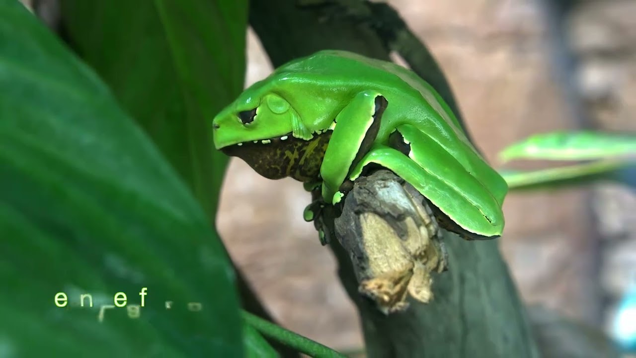 Denver Zoo Plus Text 1