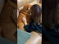 柴犬福 姉に絡まれてる時の柴犬😂Sister and Dog🤣#shorts #funny #shibainu #柴犬 #dogshorts #comedy #시바견#姉と柴