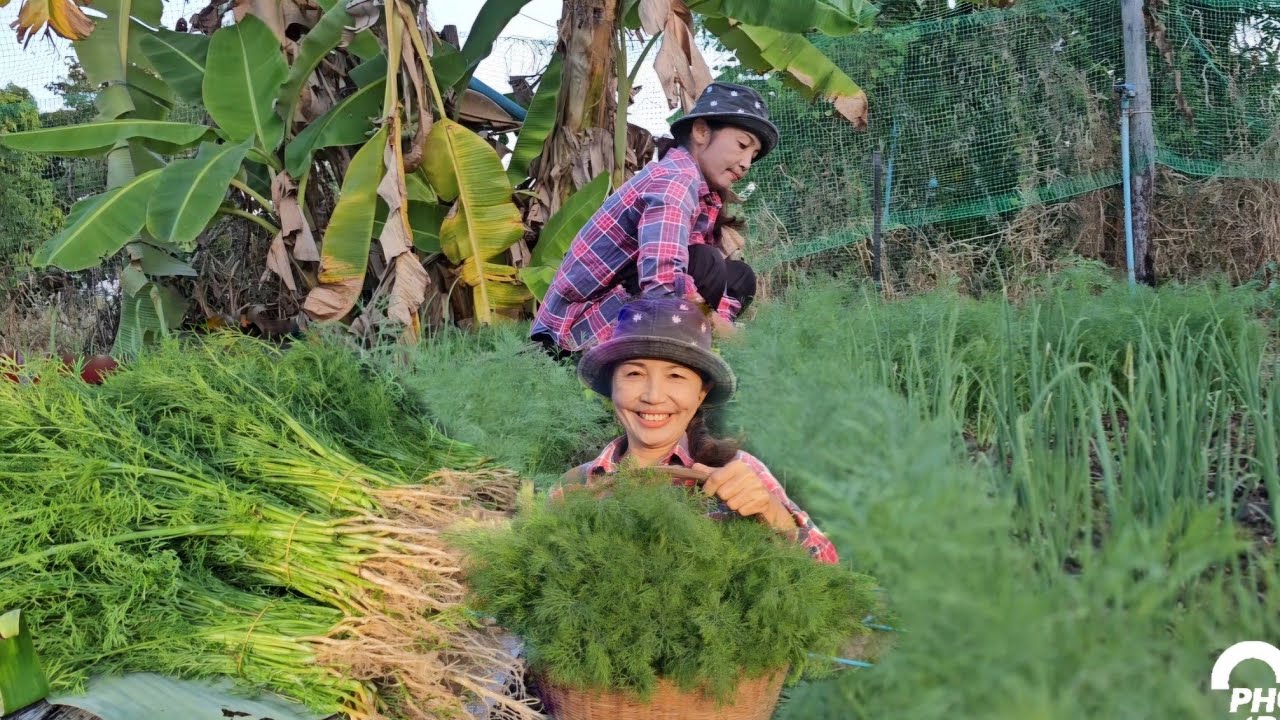 เช้านี้เก็บผักชีลาวขายตามบ้านจ้า